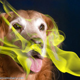 How dogs smell cancer, sense of smell, volatile organic compounds, VOCs, dogs as detectives, sniffing dogs, dogs as biosensors, prostate cancer, smell of tumor proteins, perfumes, dogs smell cancer